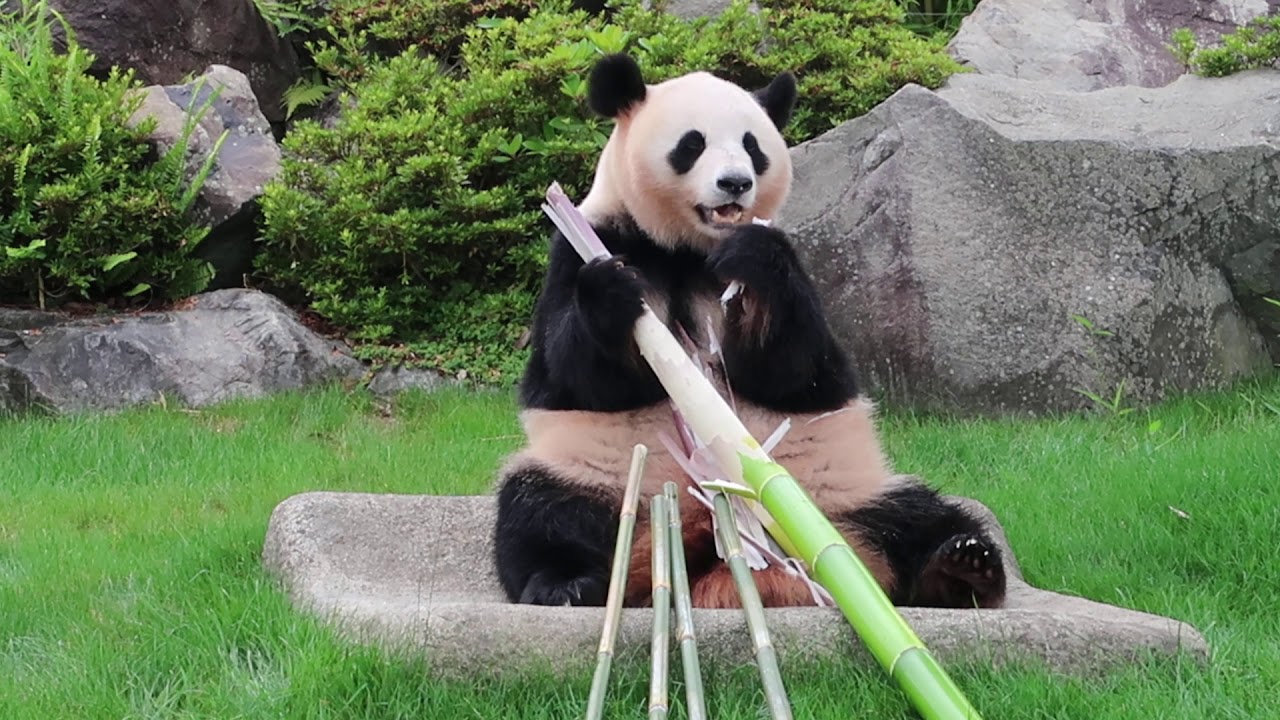 #2-27 June 2020 Ouhin at Adventure world, Japan