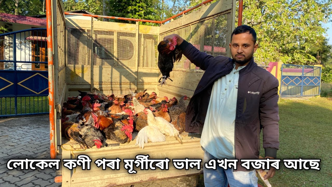 লোকেল কণী পৰা মূৰ্গীৰো ভাল এখন বজাৰ আছে|Local Murgi Farm In Assam |Local Murgi Market 