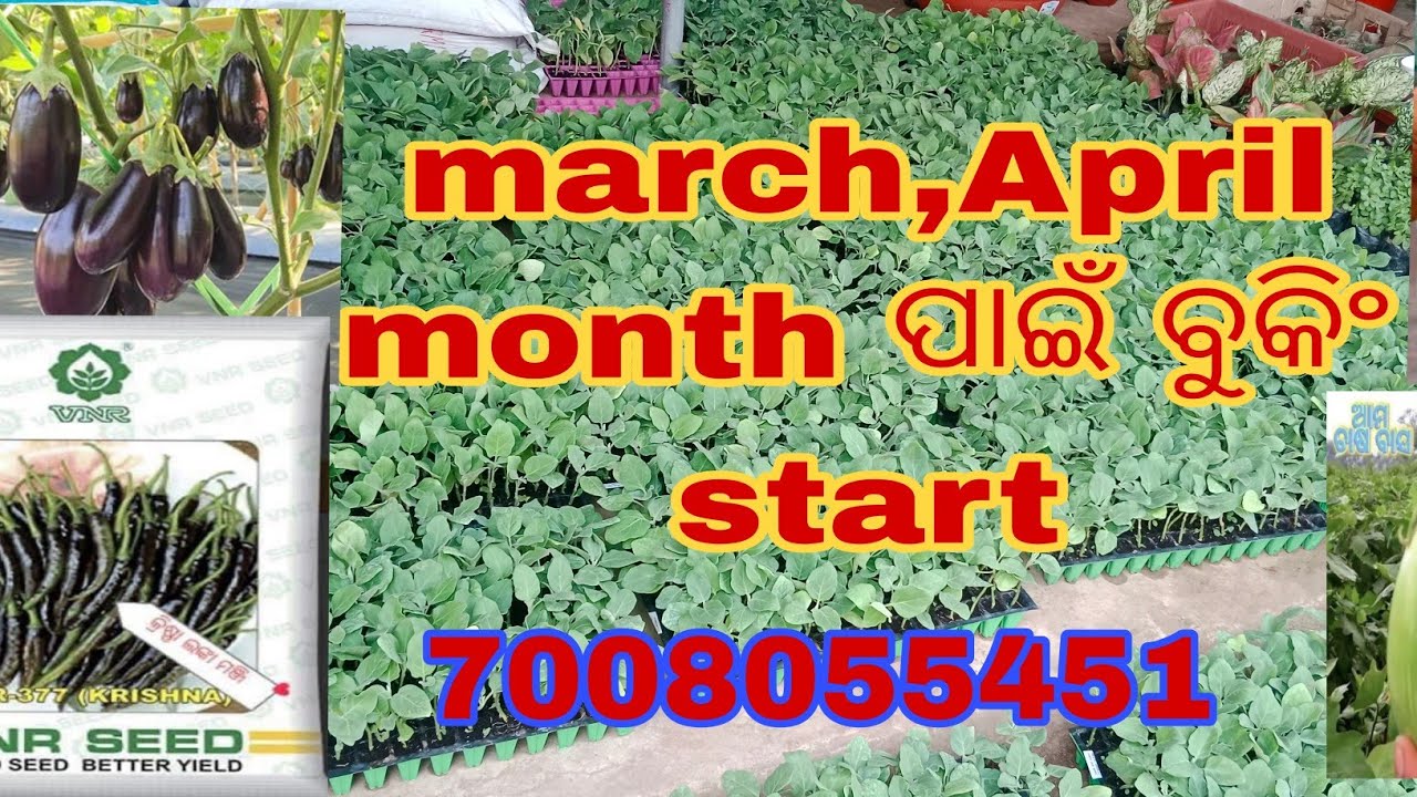 March April may ମାସ ପାଇଁ କଲମୀ ବାଇଗଣ,ଲଙ୍କା ଟମାଟୋ ଚାରା ପାଇଁ ଵୁକିଂ start ହେଲାଣି #Grafted #brinjal  
