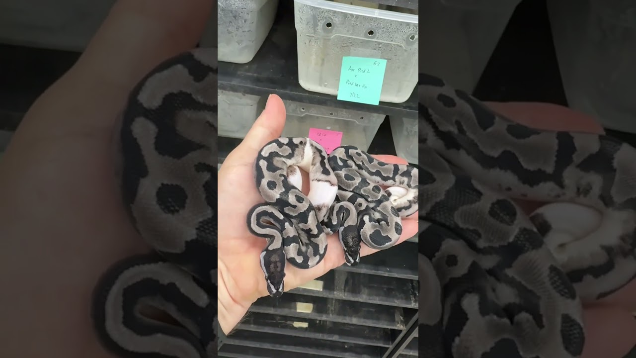 GCR Axanthic Pieds!  So much to do with this project! 