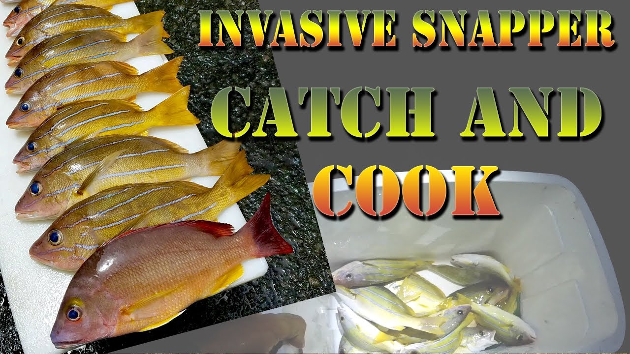 Hawaiian Style Catch And Cook - Fishing For Invasive Snapper!  - Taape, Ulua, Wrasse, Food - BODS 32