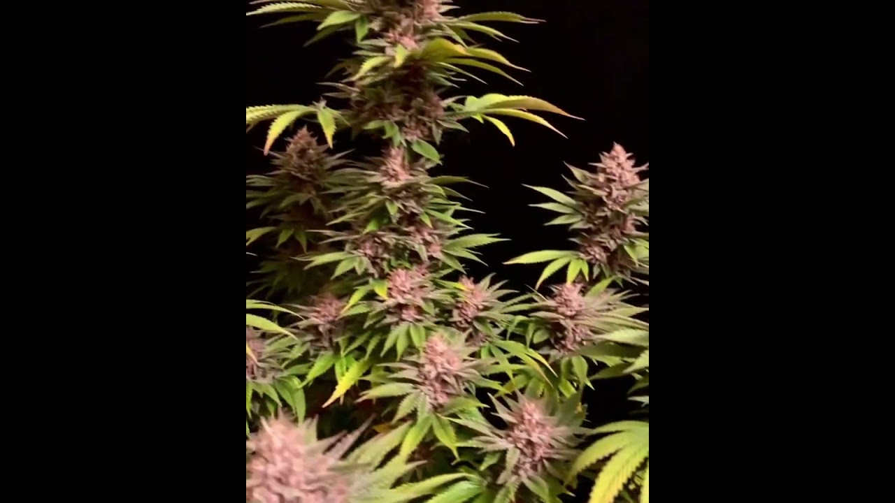 🟣Purple Lemonade FF 🟣 | Fast Flowering | Fats Buds | Indica