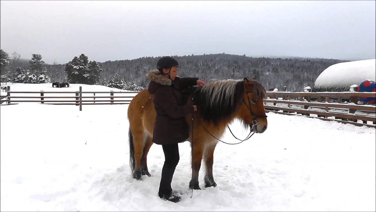 How to get your horse to stand still and relax while mounting