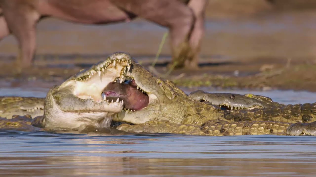 CROCODILE HUNTING BABY HIPPO