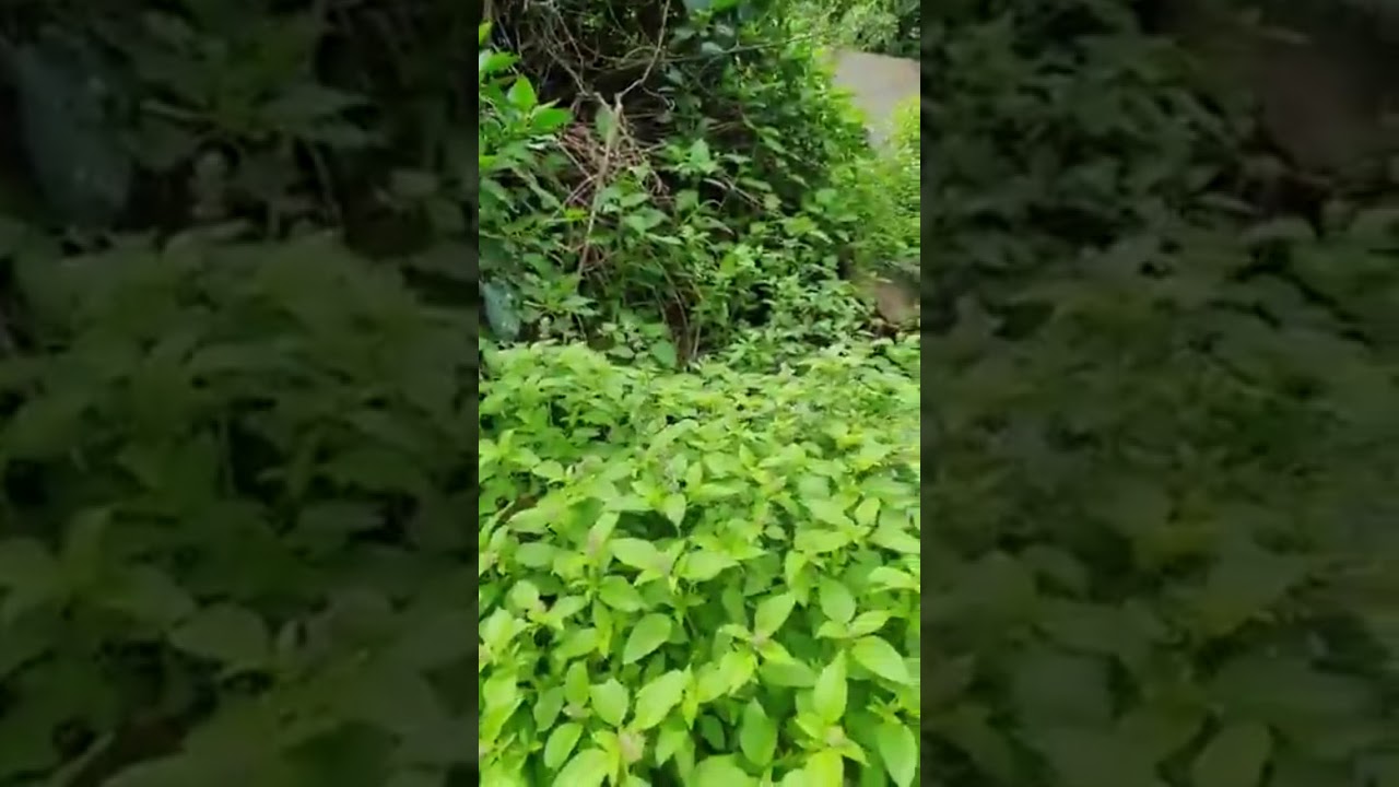 ■ جبل نيس في بلاد زهران وبني مالك المنحدر إلى تهامة ، وغاباته ونباتته العطرية العجيبة وحيواناته !!!!