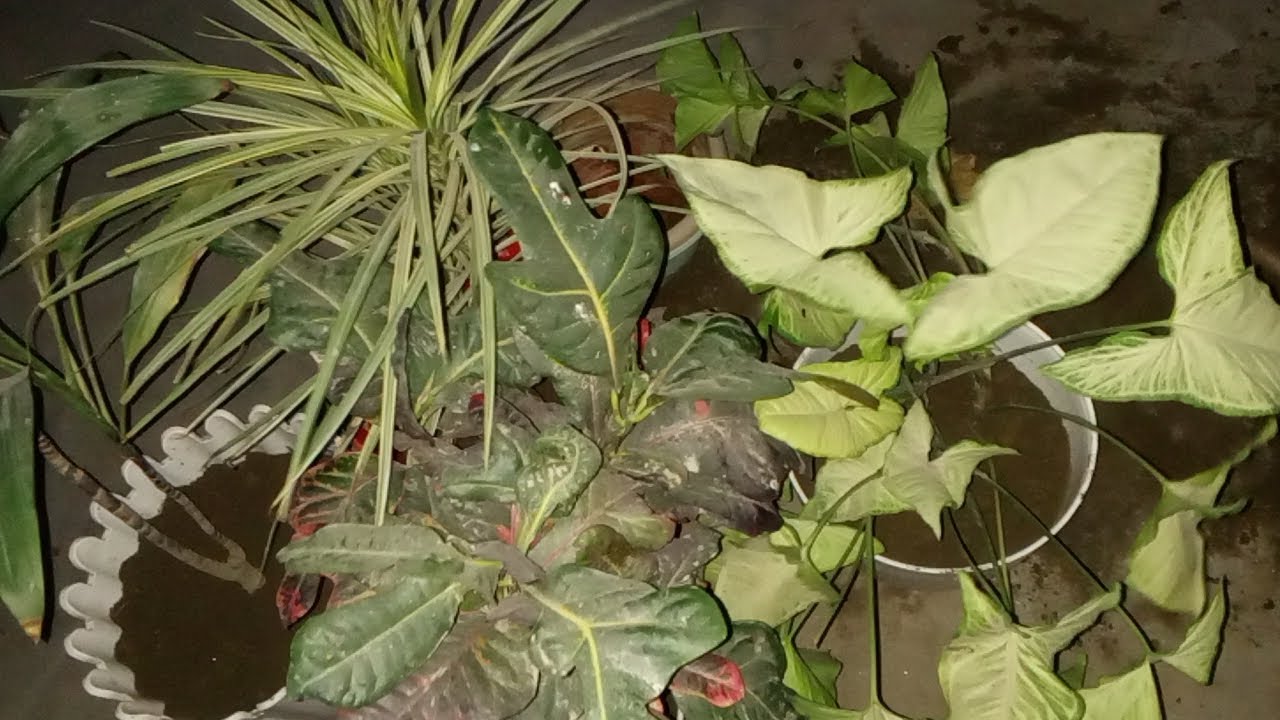 पौधों की रिपोर्टिंग करने का सबसे आसान यह तरीका जरूर अपनाए।