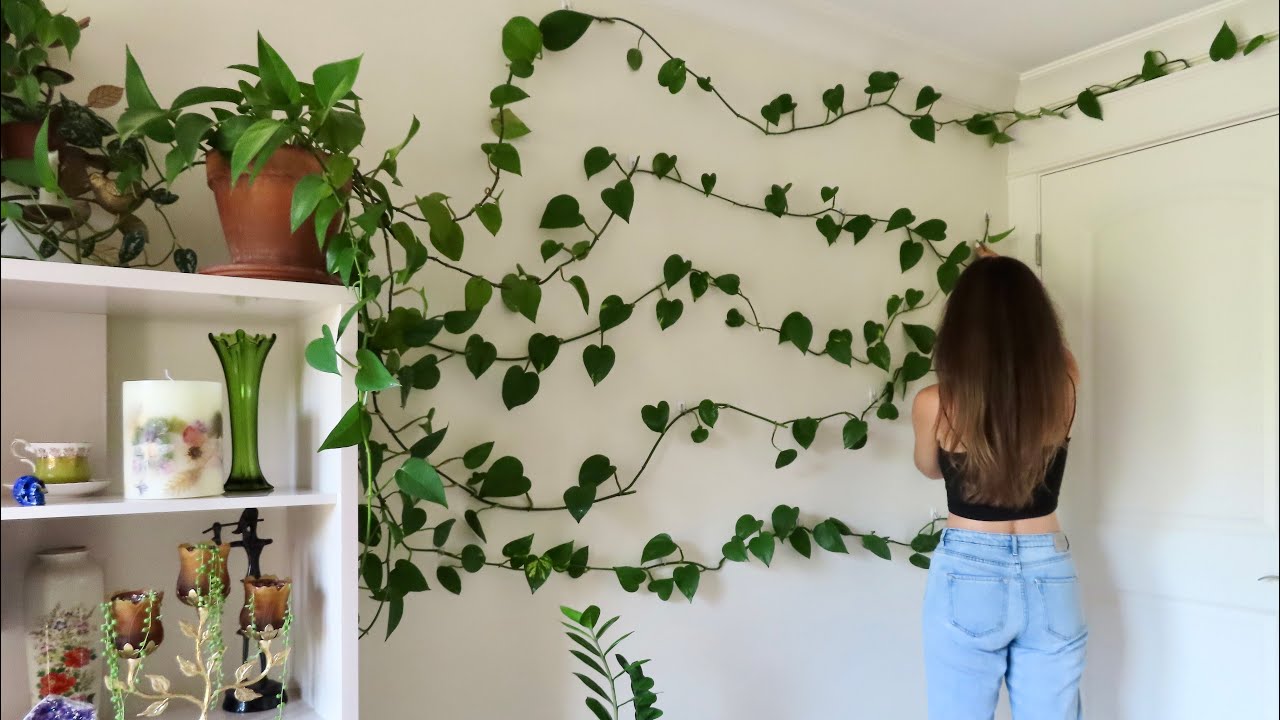 Pothos Plant Wall Maintenance