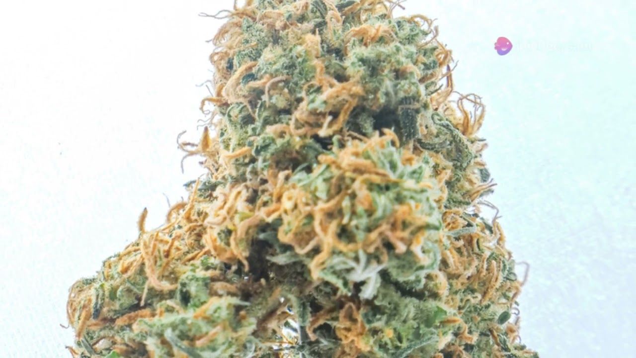 mastering cannabis flowering