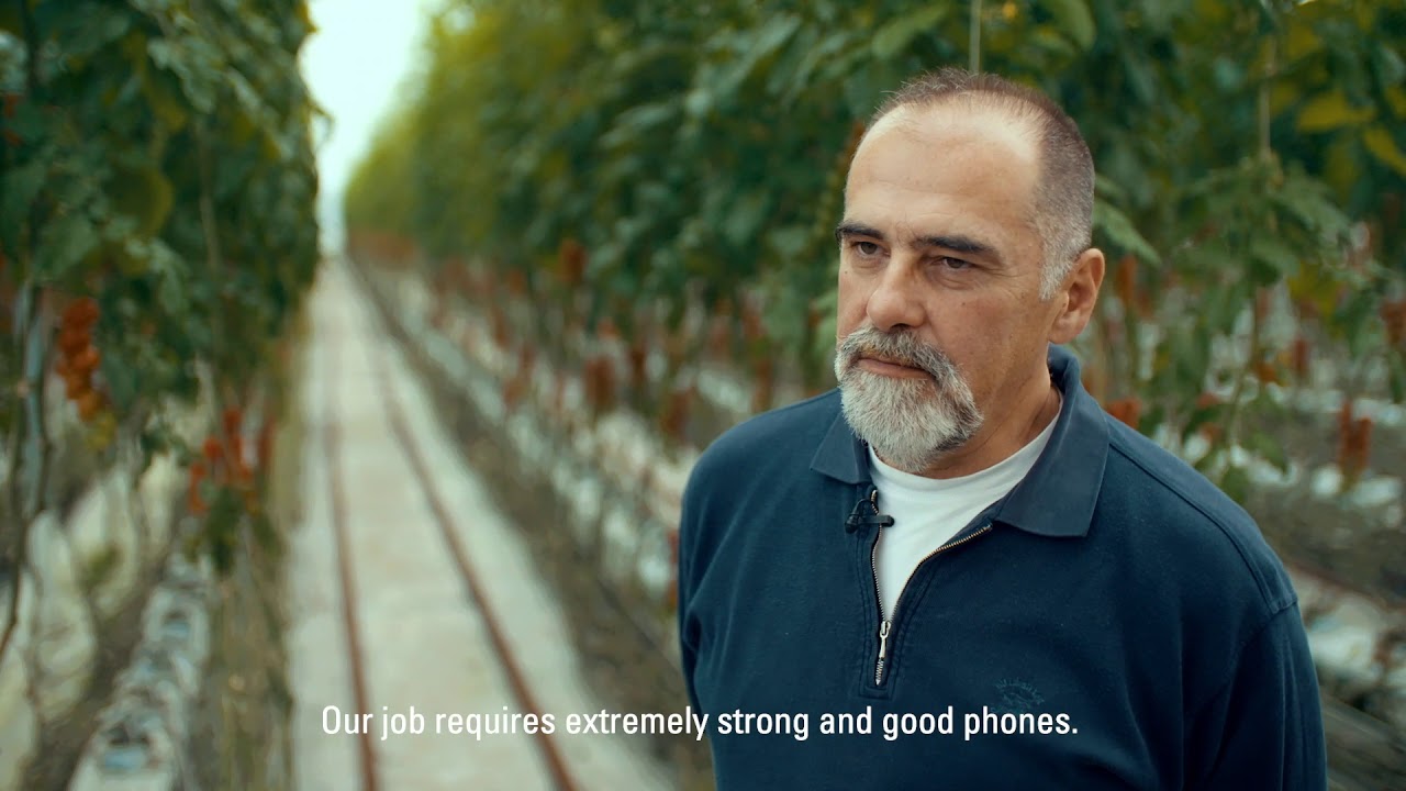Cat® S41: Helping farmers in tomato production | Cat phones