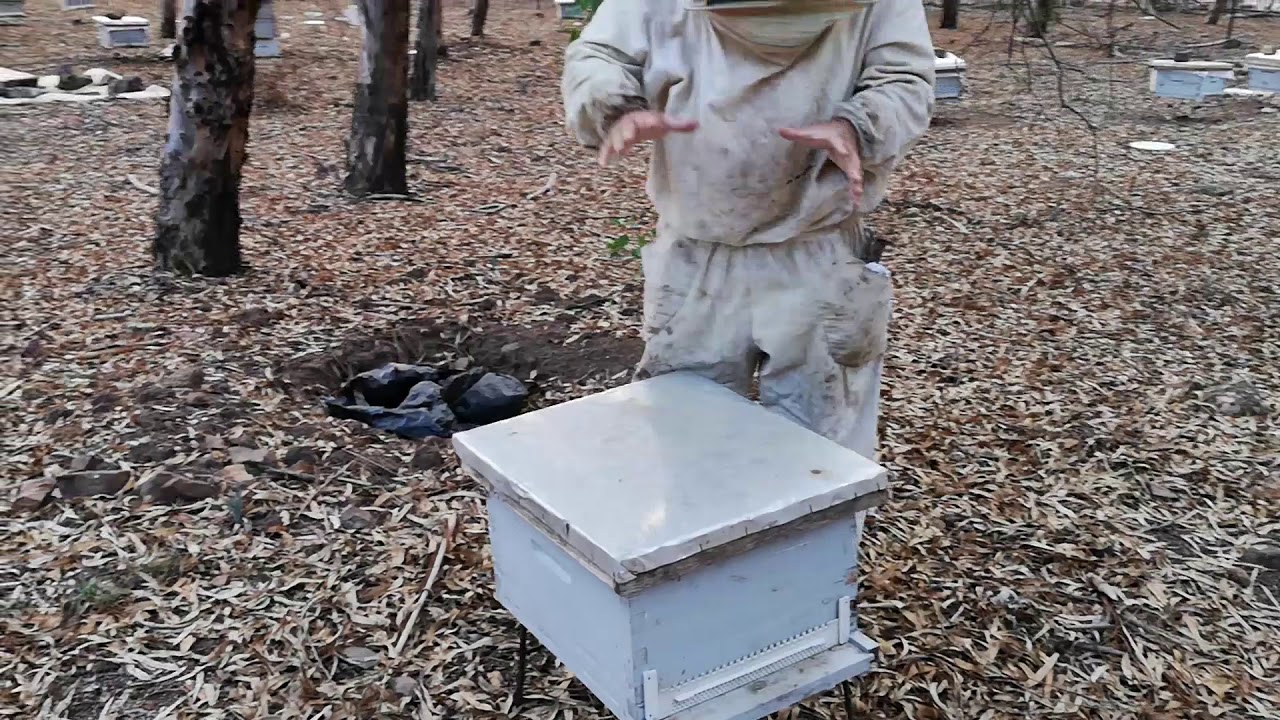déplacer une ruche au sein du même rucher (نقل خلية في نفس المنحل)