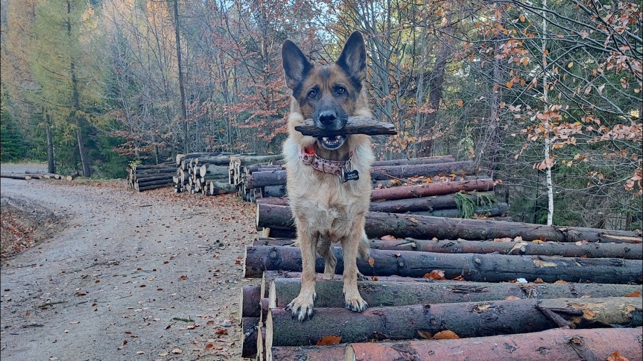 #5 VALHALLA I GINAA | spacer z psami w górach | Beskid śląski | akita | owczarek niemiecki 