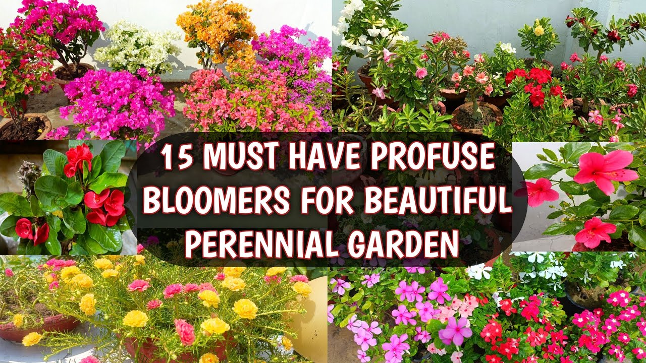 15 MUST HAVE PROFUSE BLOOMERS FOR BEAUTIFUL GARDEN 😍🌸 | 15 MUST HAVE PERENNIAL FLOWERING PLANTS 😍🌸