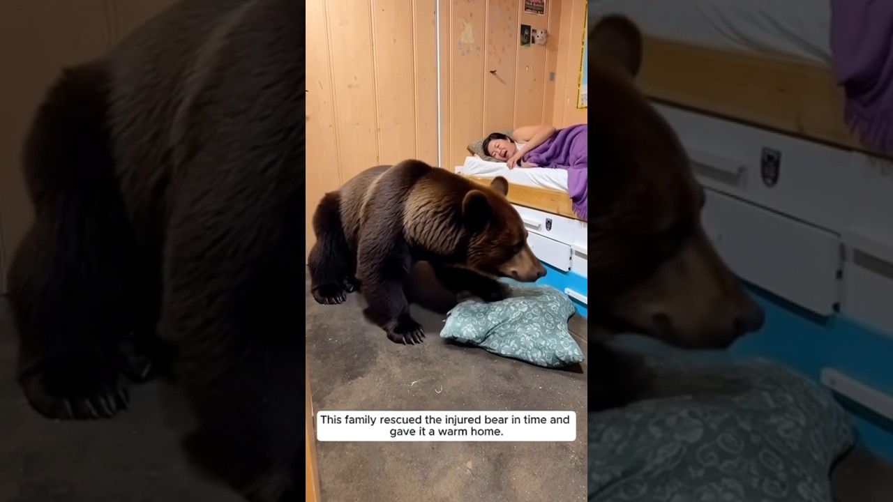 🚗 🐻 Seeing injured bears on the way — What happened next is incredible! 