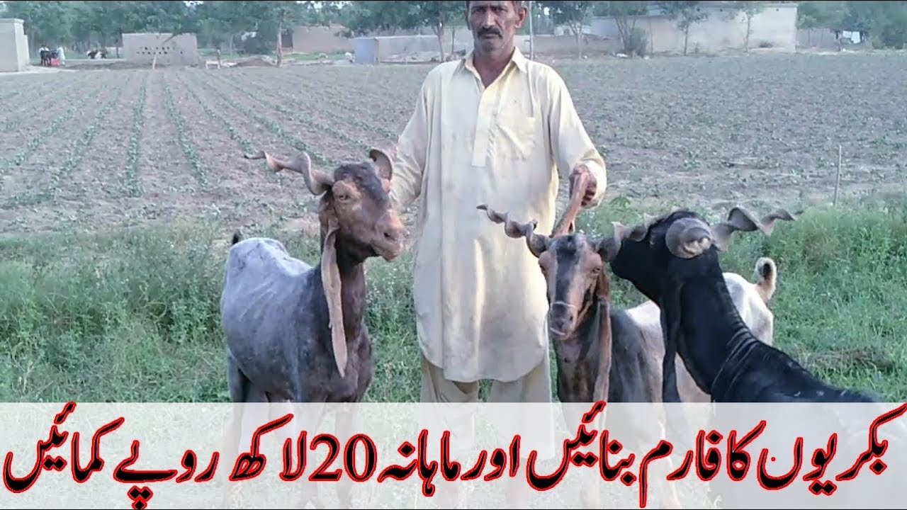 Malik Akhtar Ka DDP Lamochar Goat farm For Milk And Bussiness In Punjab Layyah Pakistan  2019