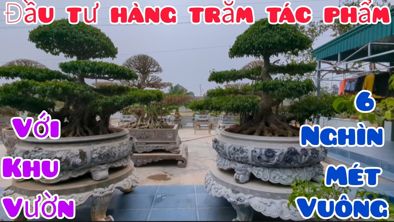 Mới chơi cây hơn hai năm mà em Tú đã đầu tư khu vườn khoảng 6.000 mét vuông và hàng trăm tác phẩm CC