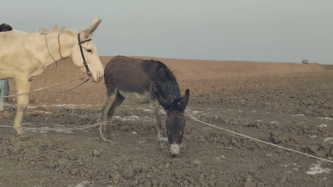 коні аговози. Жеребець на Паровку.Привезли лошицю з бачача.коні Тернопільщини.YT2026....