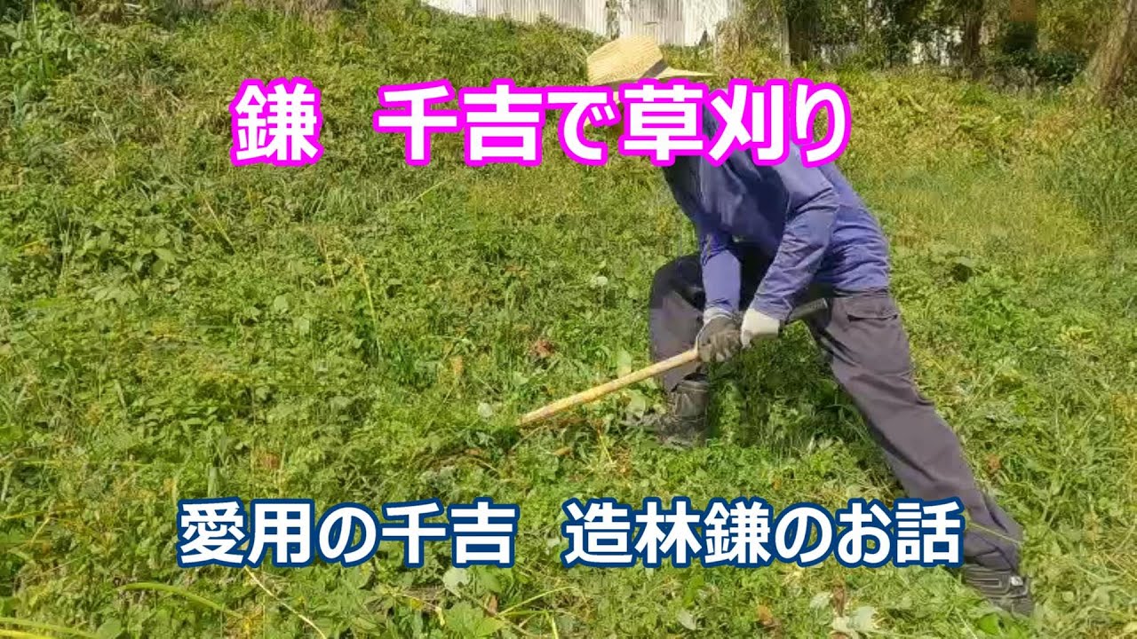 鎌　千吉で草刈り　愛用の千吉　造林鎌のお話