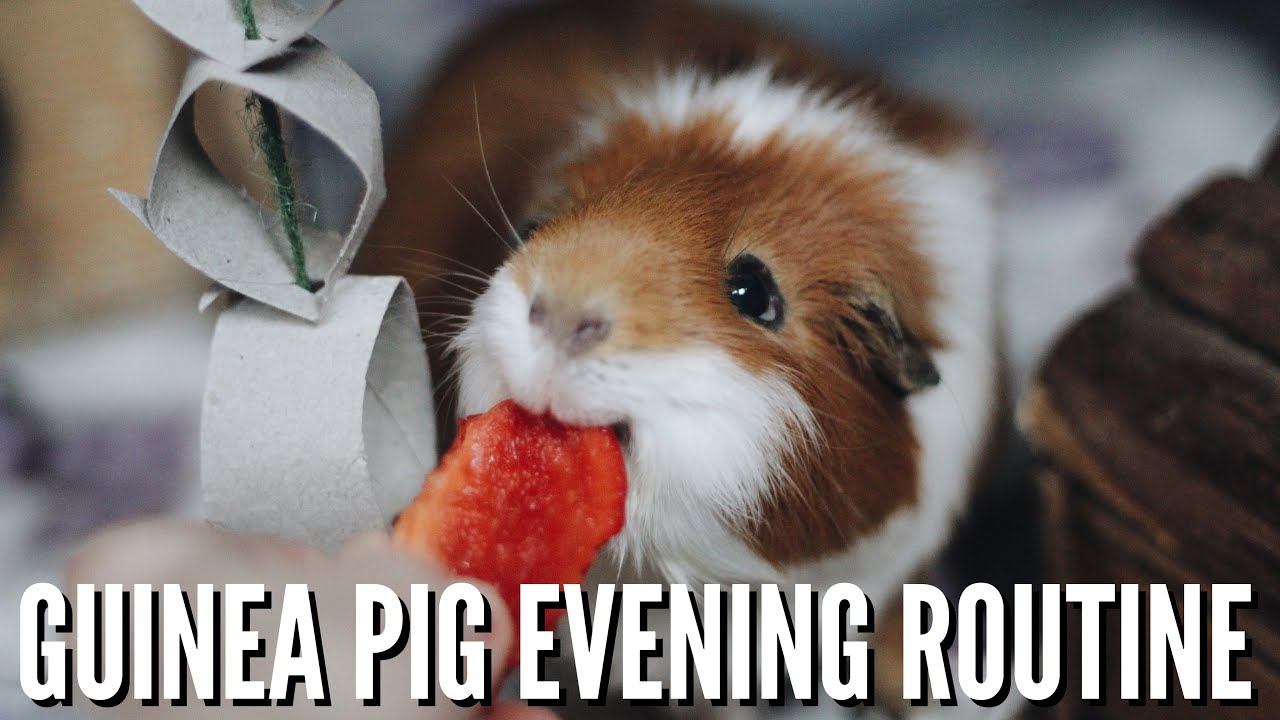 GUINEA PIG EVENING ROUTINE | jan 2020