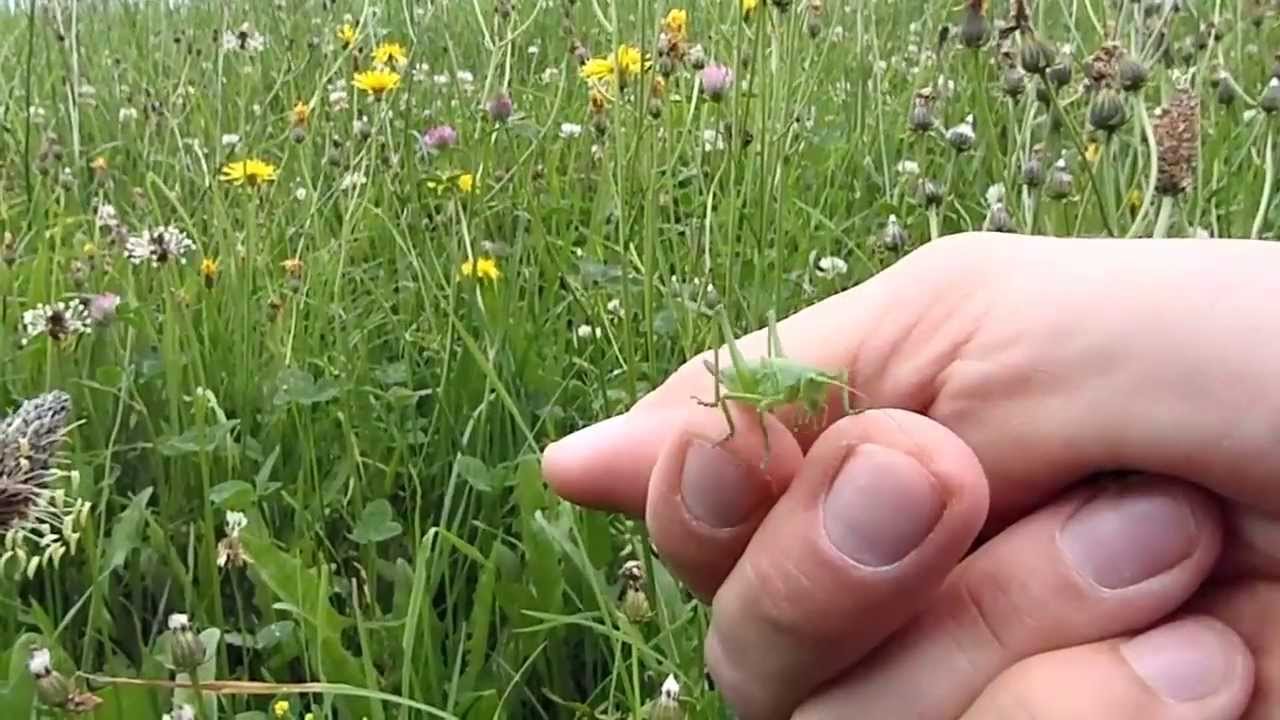 40 Heuschrecken = Eine Mahlzeit