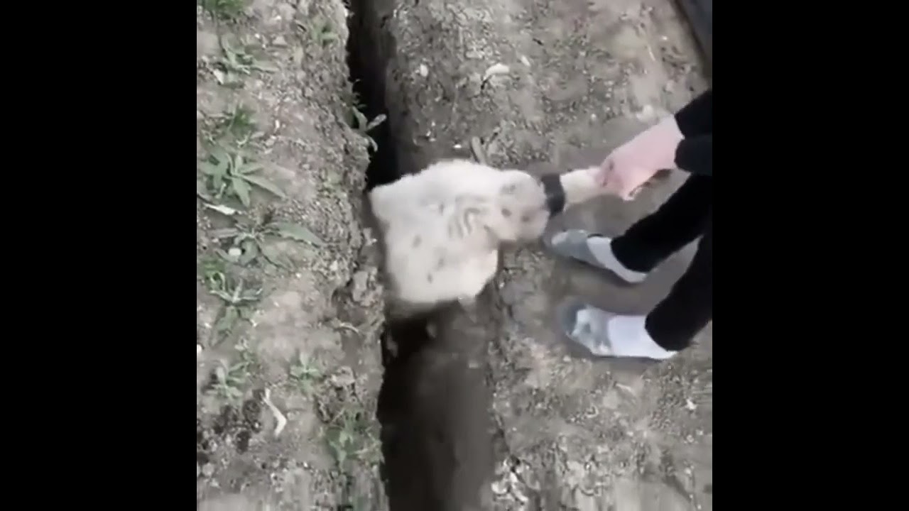 Sheep jumps OUT OF ditch before being put back in by angry Russians