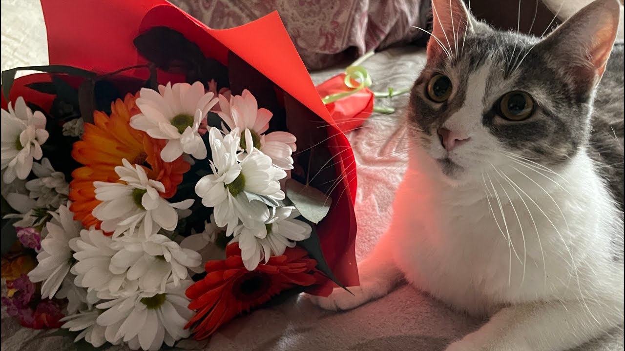 Melissa cat February 2 night stream