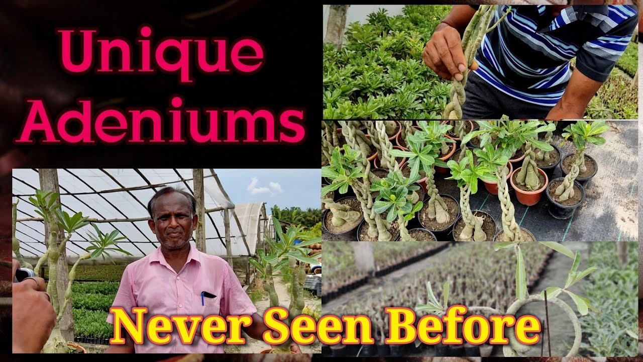 Unique Adeniums You Might not Have Seen Earlier