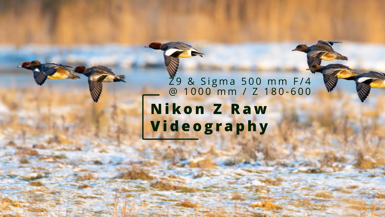 Nikon Z9 and Sigma 500 mm F/4 @ 1000 mm and Nikon Z 180-600 – bird photos at large distances