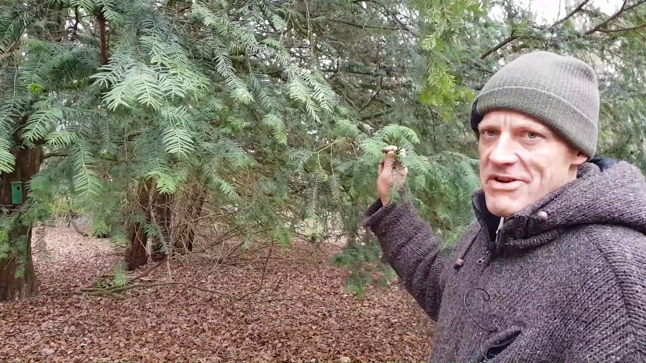 British winter tree identification and uses &ndash; Yew, Taxus Baccata