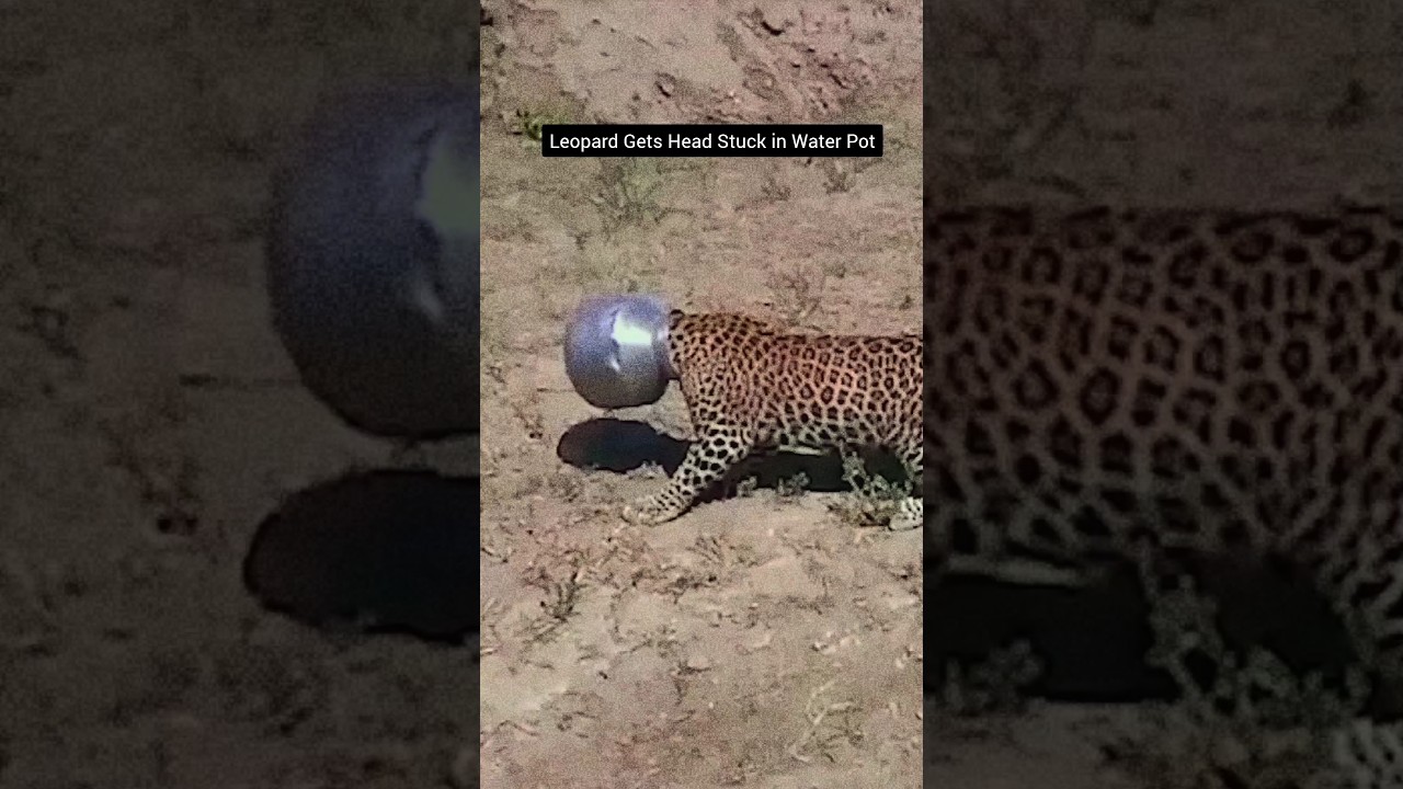 Leopard Gets Head Stuck in the Water Pot #wildlife #leopard #waterpot