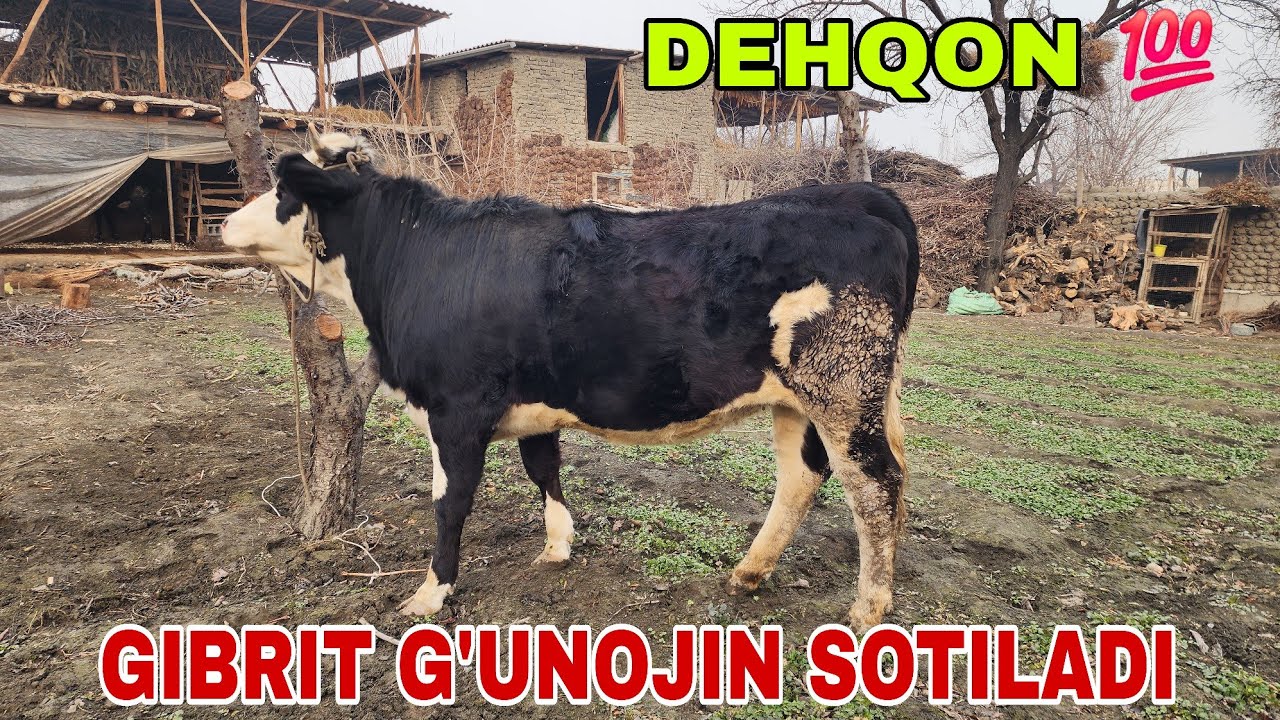 GIBRIT G'UNOJIN SOTILADI. +99833-161-83-19
