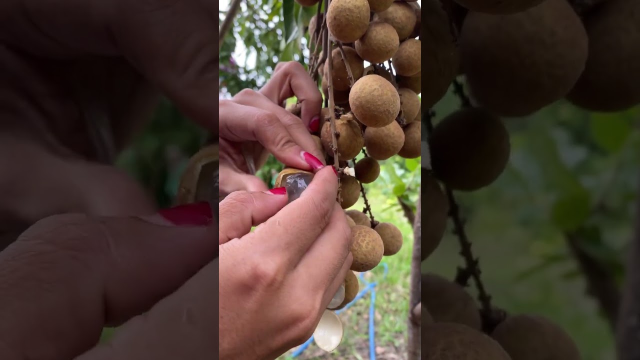 Longan Fres On Tree #longan