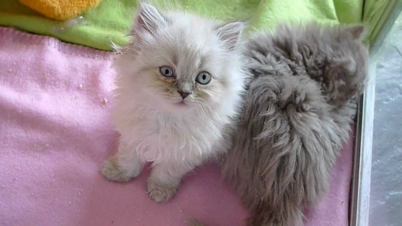 Fair and Square - Selkirk Rex kittens, 8 weeks old.avi