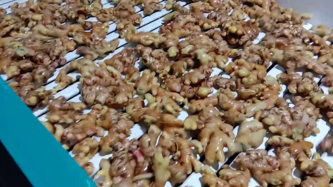 Ginger washing plant MFG by G.S NEW INDUSTRY HASSAN 9972000740