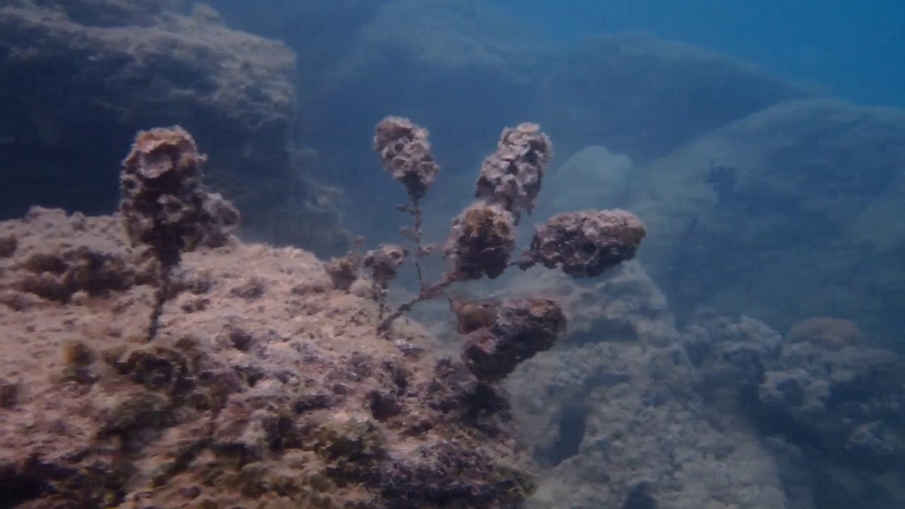 Snorkeling off the public Beach Pereybere Mauritius