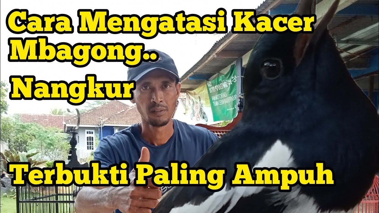 Solusi Mengatasi Kacer Mbagong/Nangkur