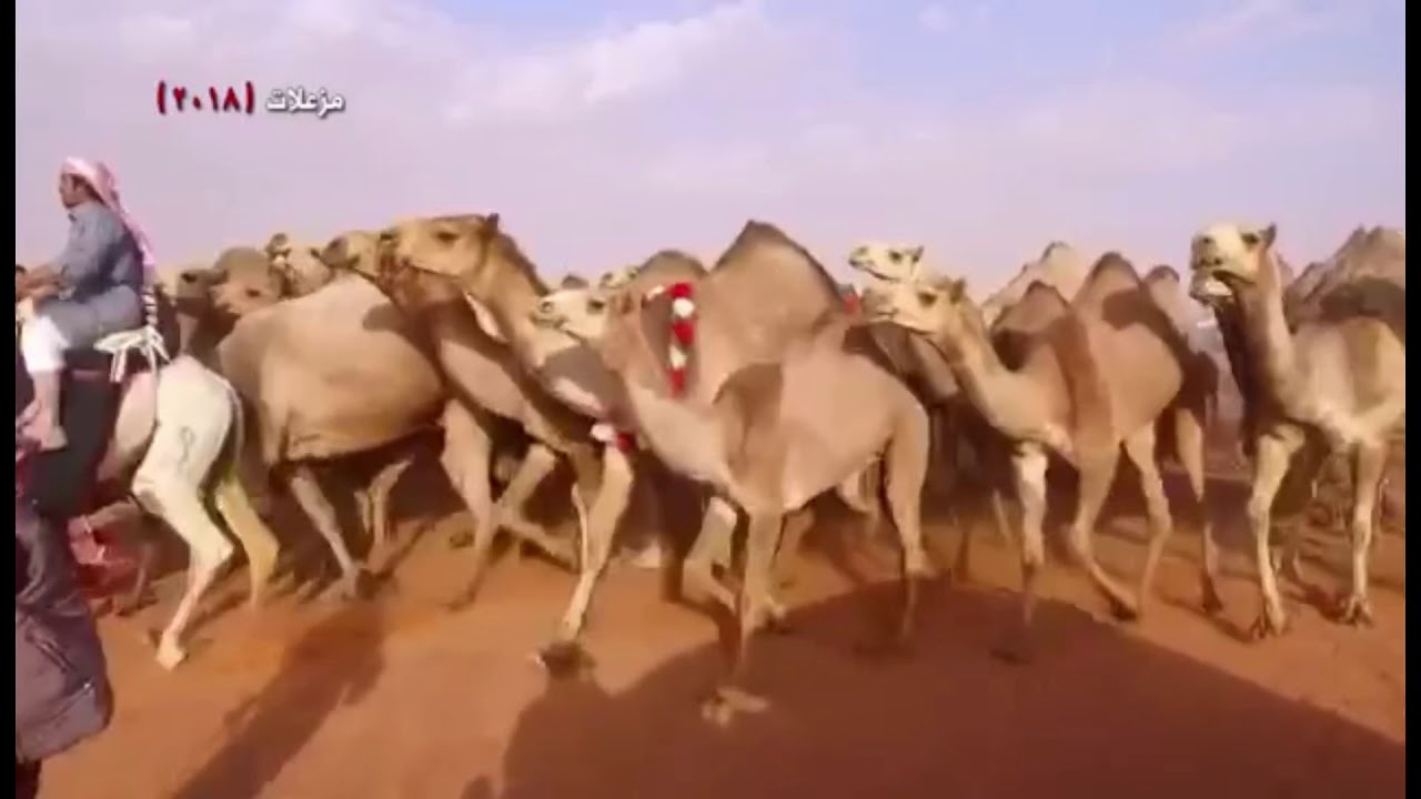 عناد بن مكراد اداء مهنا العتيبي ( مزعلات )