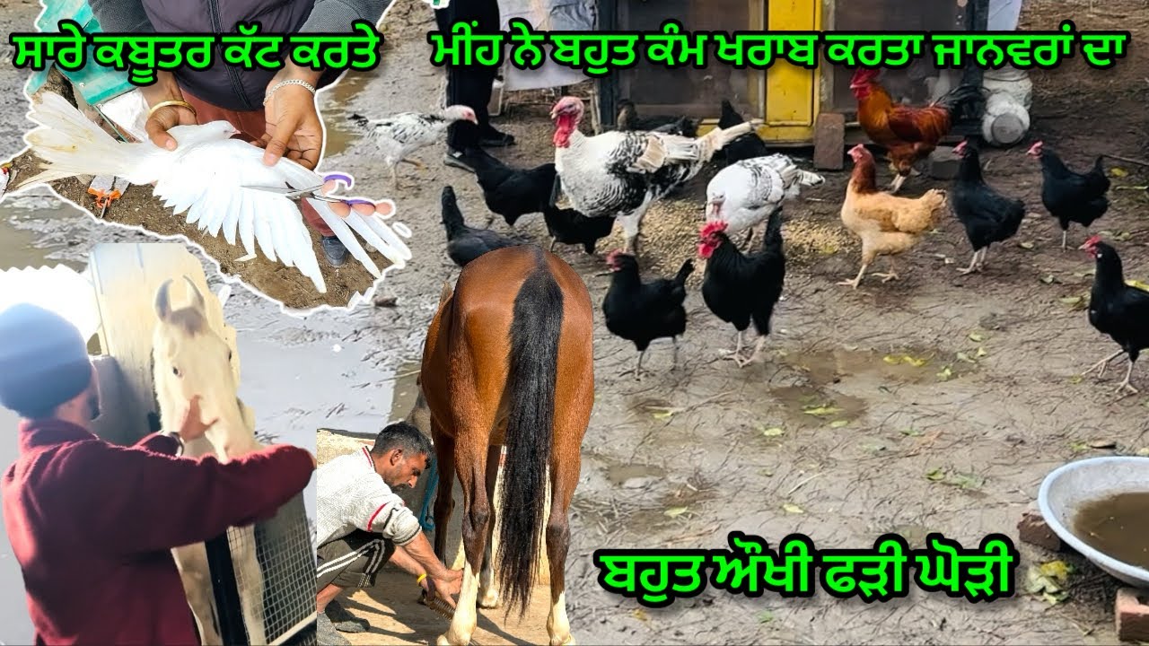 ਮੀਂਹ ਨੇ ਬਹੁਤ ਕੰਮ ਖਰਾਬ ਕਰਤਾ ਜਾਨਵਰਾਂ ਦਾ ॥ਬਹੁਤ ਔਖੀ ਫੜੀ ਘੋੜੀ॥ਸਾਰੇ ਕਬੂਤਰ ਕੱਟ ਕਰਤੇ #trending #horse #viral