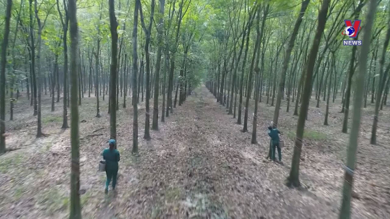 Vietnam – RoK’s third biggest rubber supplier