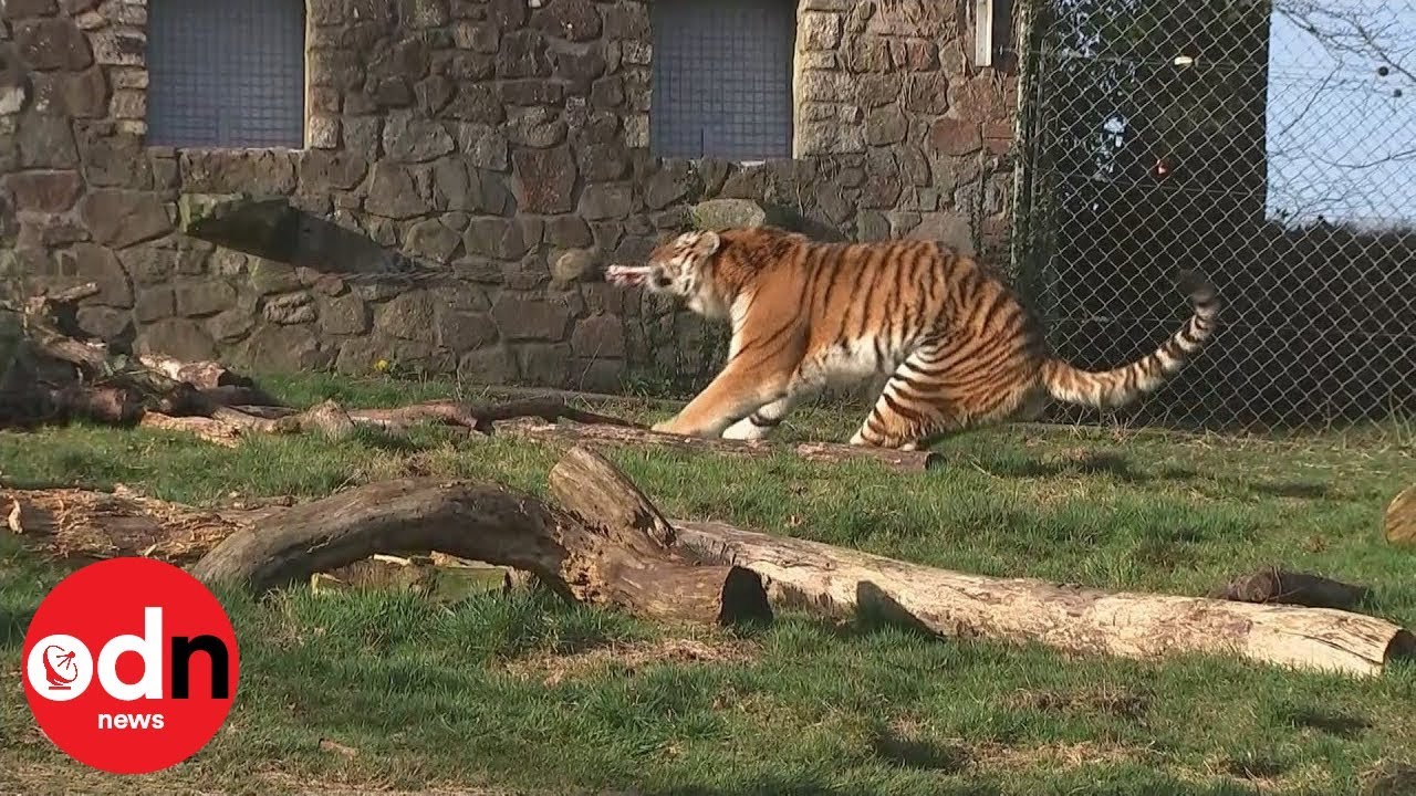 Tiger vs man tug-of-war sparks outrage