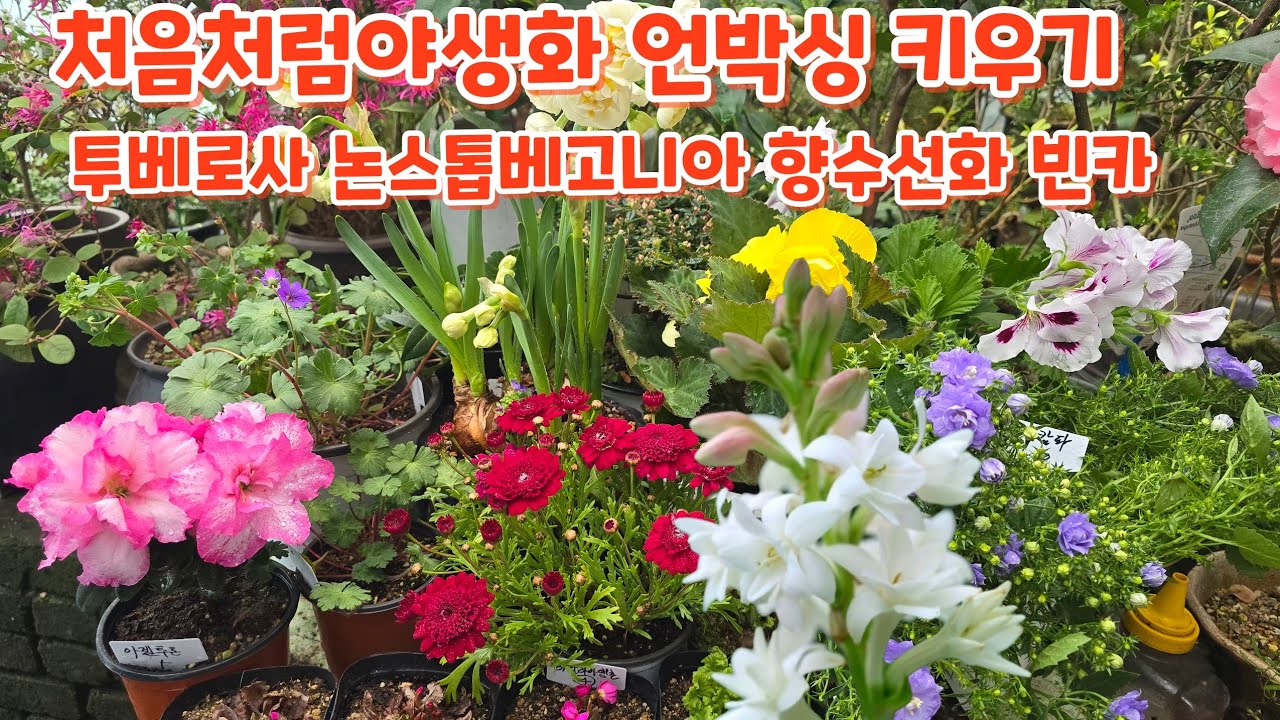 #처음처럼야생화 언박싱 #투베로즈 #논스톱베고니아 #빈카 #목마가렛 #겹캄파눌라 #향수선화 #천황매