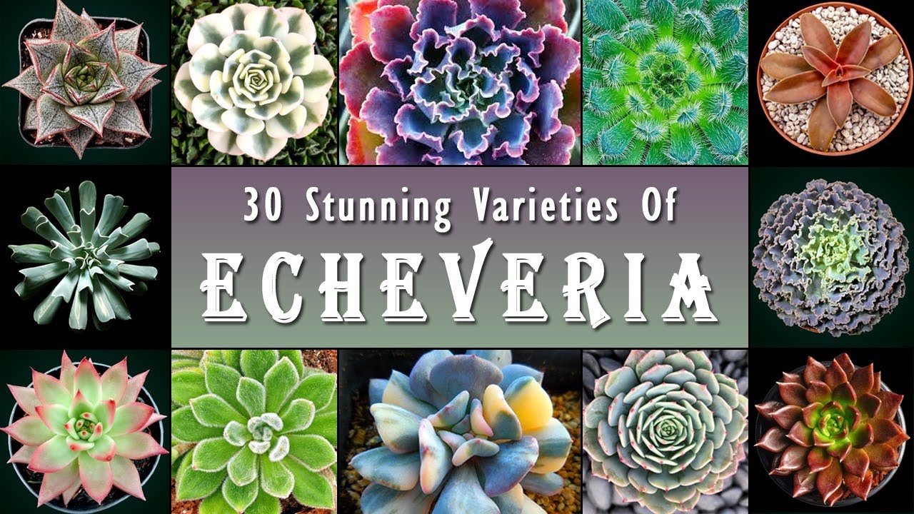 30 Stunning Varieties of Echeveria | Best Ornamental Succulent Houseplants with Beautiful Rosette