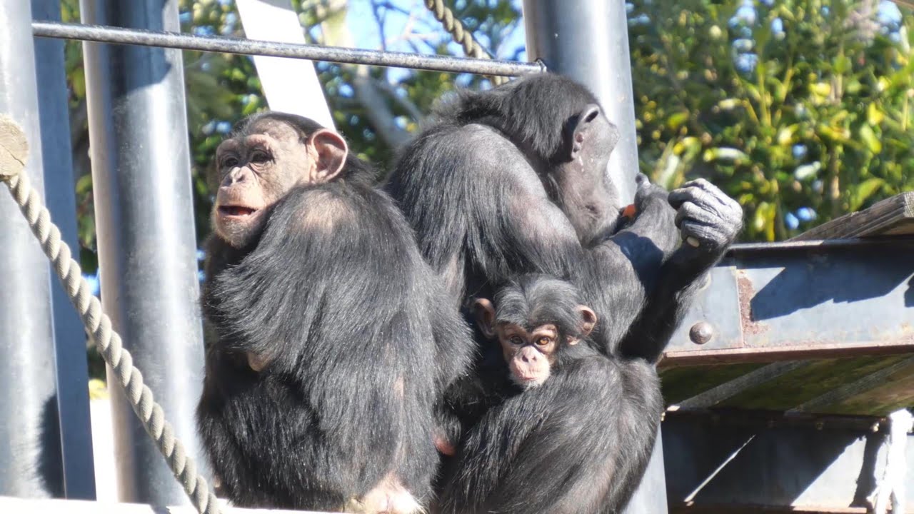 顔見ただけで、どの動物園で生まれたかわかってしまうジュウザ　かみね動物園　チンパンジー　202601