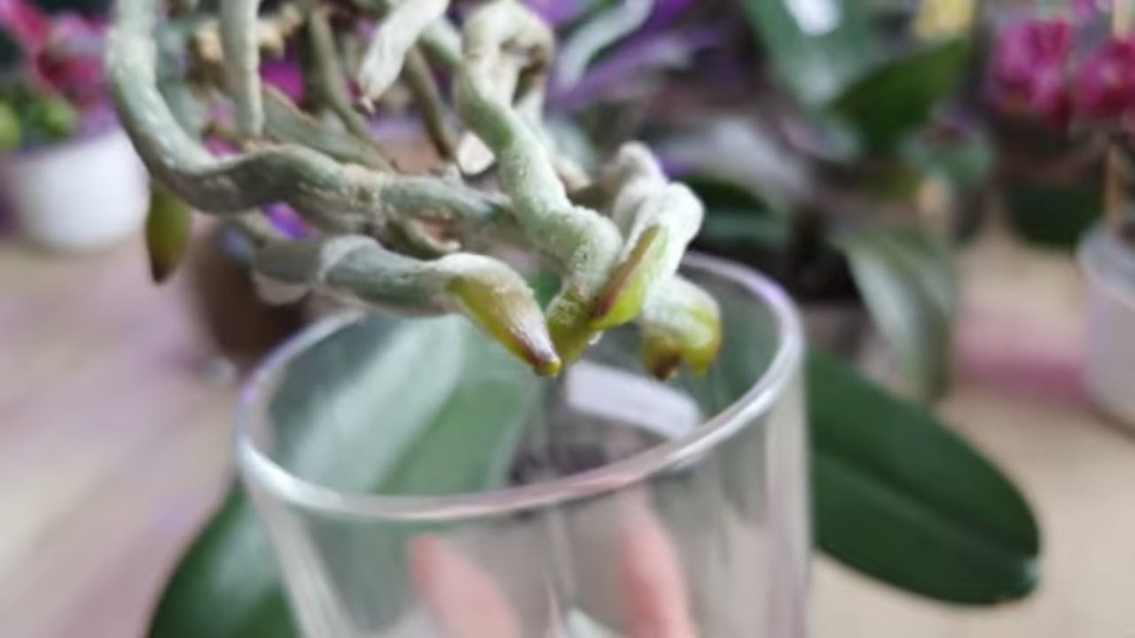 Стимулятор НВ-101. Как, когда и в каких случаях я применяю его для разных систем посадок