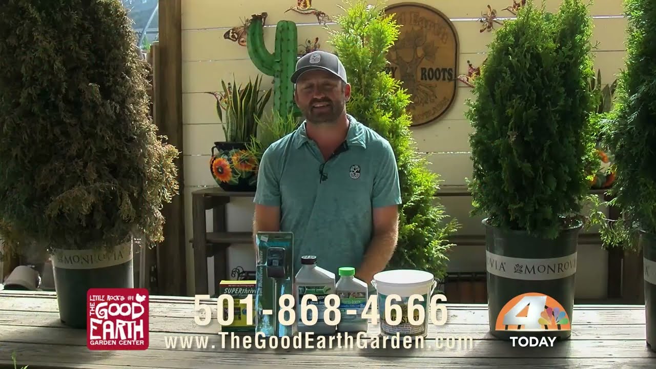 Arborvitae Watering Tips