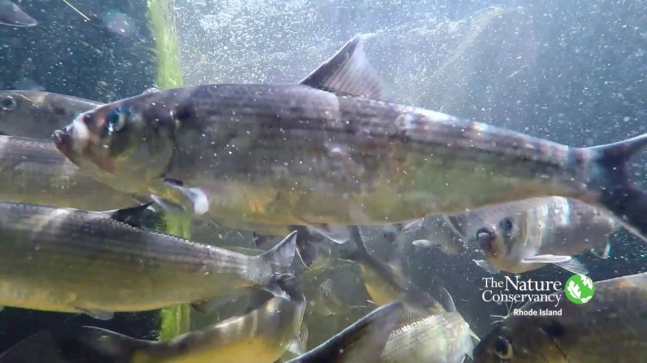 Tracking River Herring on Their Spring Spawning Run