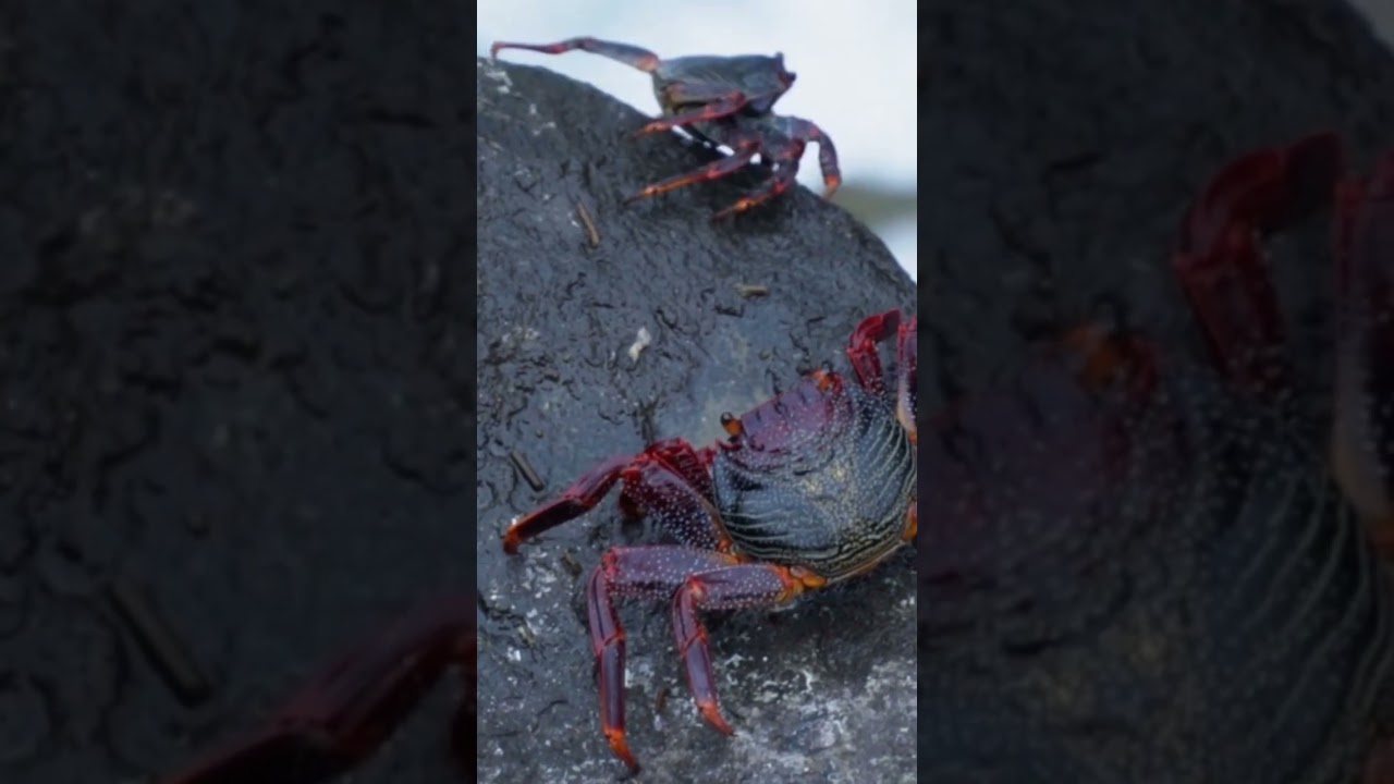 CRAB SOUNDS | knowledge of learning animal sound & name #funnyanimals #soundanimals #guesstheanimal