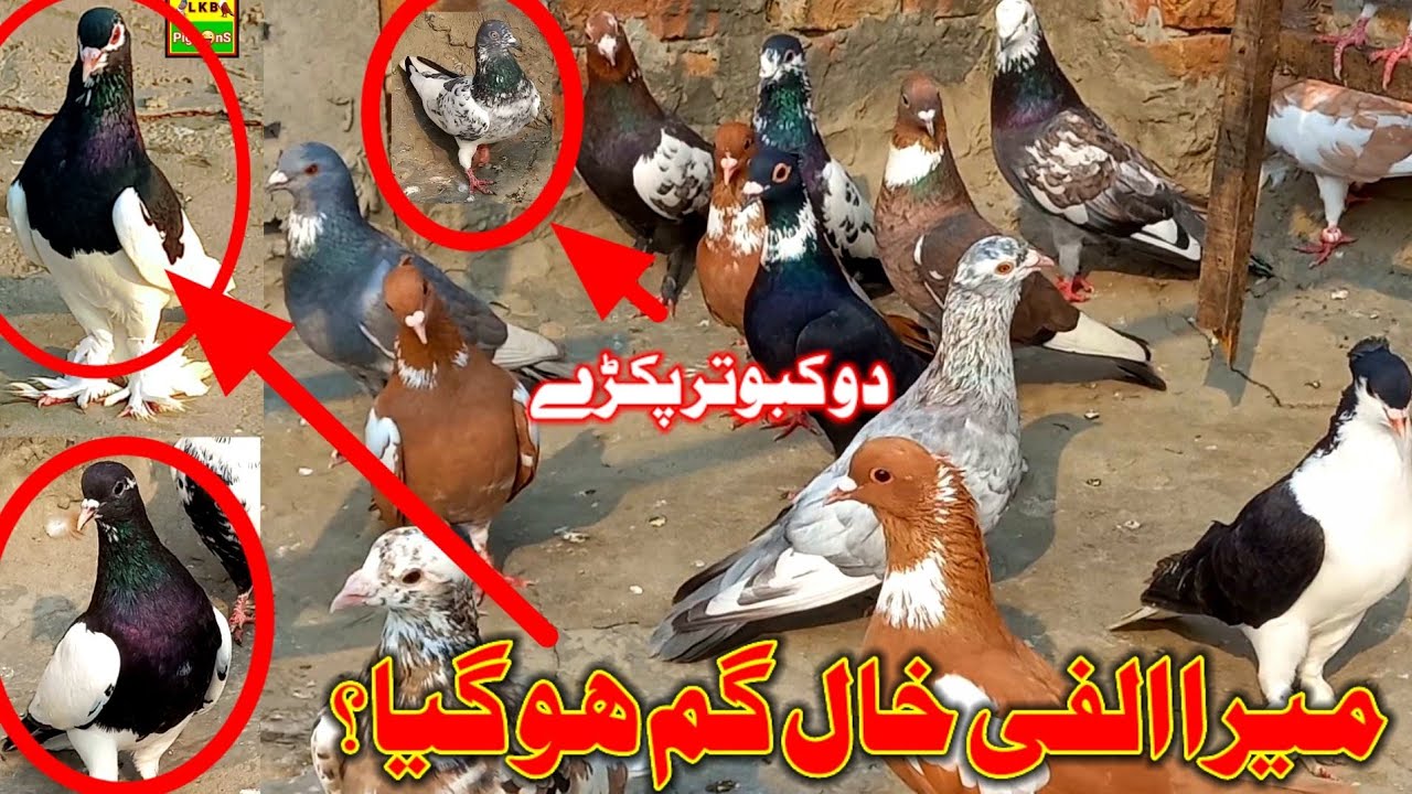 Mera Aylfi Khal Gum Ho Giya? || Rashid Tabsam Pigeon || Pigeon || Fancy Kabootar