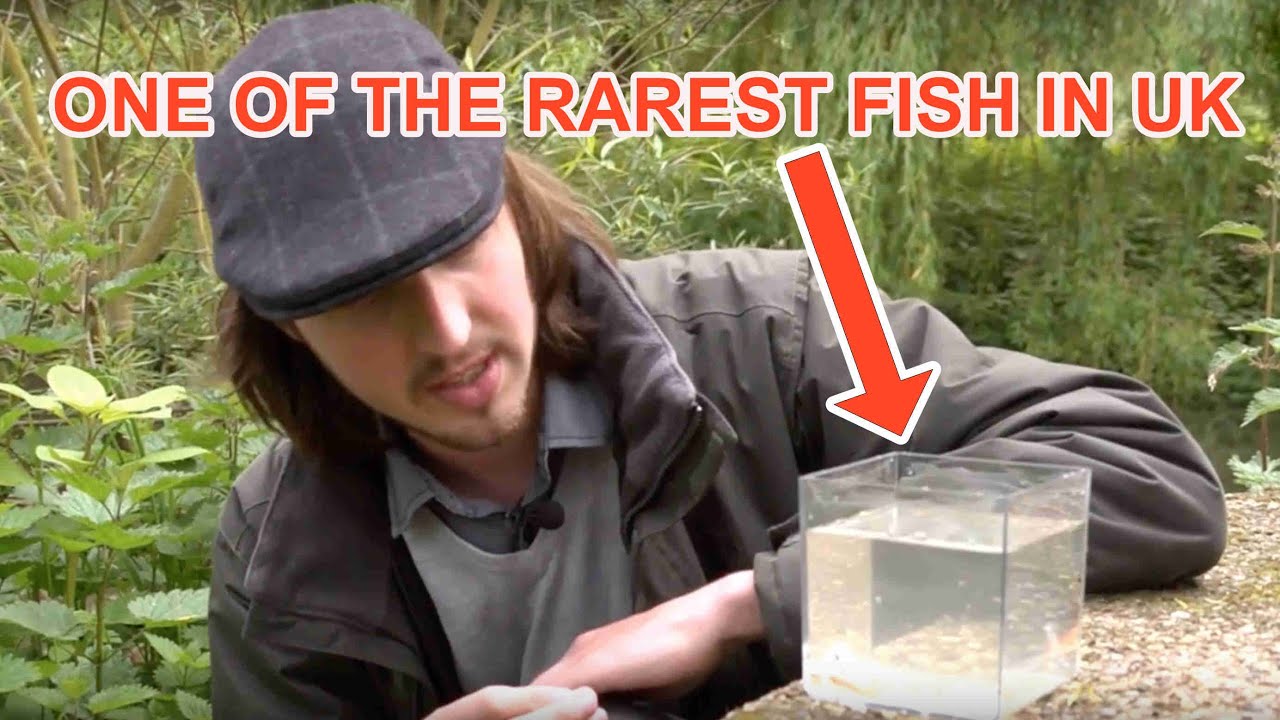 Beneath the Waterline: Hunting For Spined Loach  (Part 2 of 5)