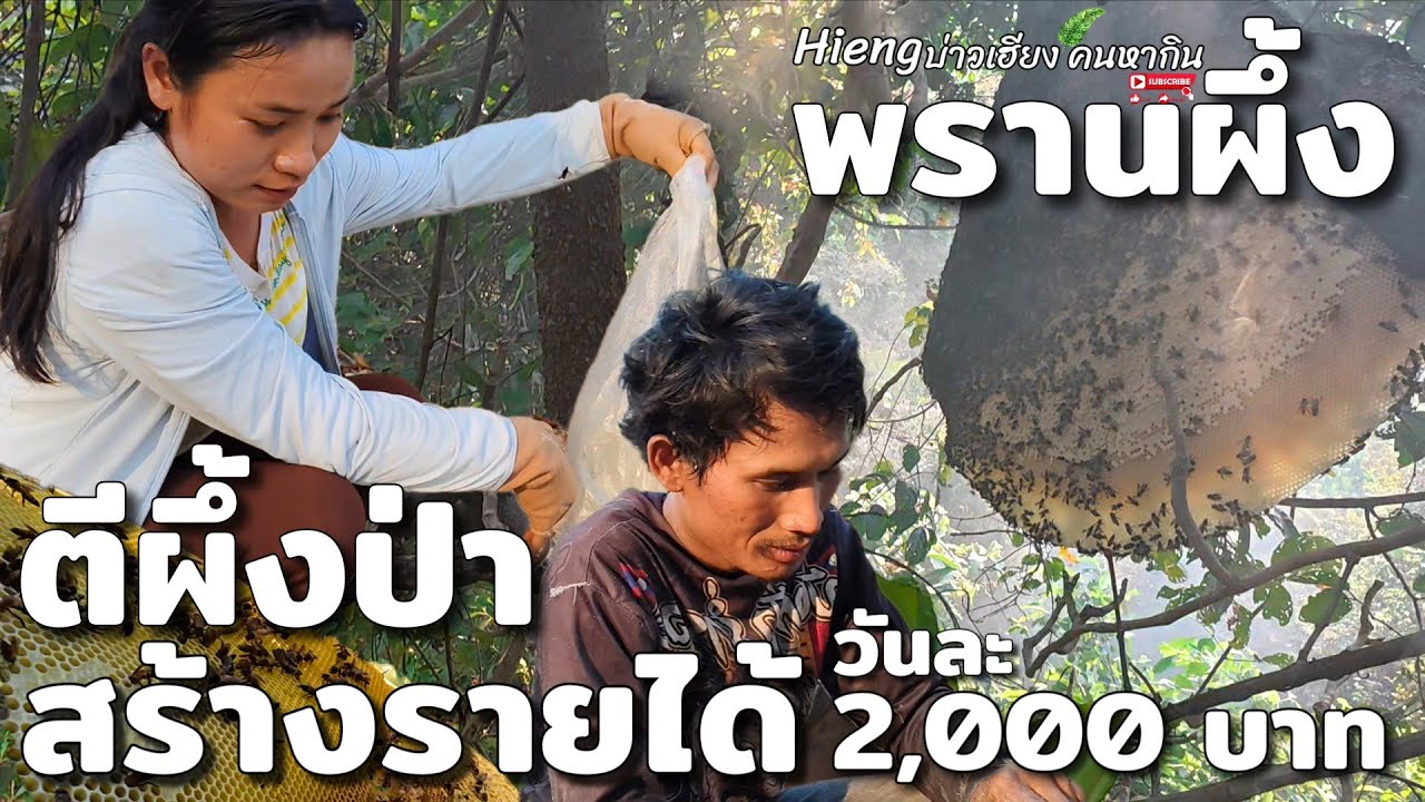 หาน้ำผึ้งป่าสร้างรายได้วันละ2,000 บาท(บ่าวเคน ฉายาพรานผึ้ง)//ຕີເຜິ້ງປ່າ Hieng บ่าวเฮียง คนหากิน 