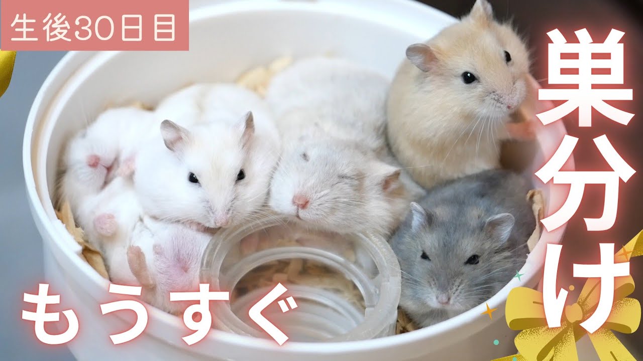 【コレットママ】もうすぐ巣分け！七夕ベイビーたちの愛くるしい日常の詰め合わせ（生後30日目）～ジャンガリアンハムスター